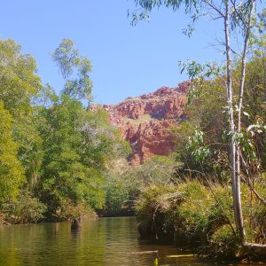Water lillies on Ord River.5